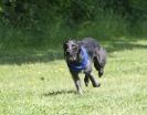 Image 9 in SUSSEX LONGDOGS 13 JUNE 2010