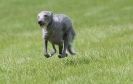 LURCHERS AT BURGHLEY 30 MAY 2010