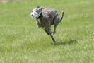 Image 10 in LURCHERS AT BURGHLEY 30 MAY 2010