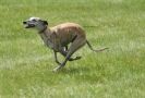 Image 11 in LURCHERS AT BURGHLEY 30 MAY 2010