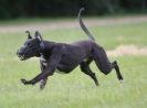 Image 13 in LURCHERS AT BURGHLEY 30 MAY 2010