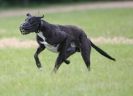 Image 14 in LURCHERS AT BURGHLEY 30 MAY 2010