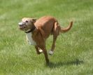 Image 15 in LURCHERS AT BURGHLEY 30 MAY 2010