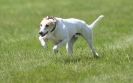 Image 16 in LURCHERS AT BURGHLEY 30 MAY 2010