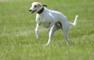 Image 17 in LURCHERS AT BURGHLEY 30 MAY 2010