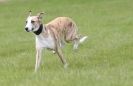 Image 2 in LURCHERS AT BURGHLEY 30 MAY 2010