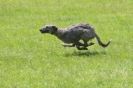 Image 20 in LURCHERS AT BURGHLEY 30 MAY 2010