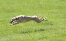 Image 21 in LURCHERS AT BURGHLEY 30 MAY 2010