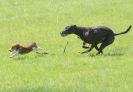 Image 22 in LURCHERS AT BURGHLEY 30 MAY 2010