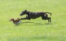 Image 23 in LURCHERS AT BURGHLEY 30 MAY 2010