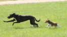 Image 24 in LURCHERS AT BURGHLEY 30 MAY 2010