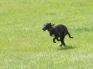 Image 25 in LURCHERS AT BURGHLEY 30 MAY 2010