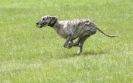 Image 26 in LURCHERS AT BURGHLEY 30 MAY 2010