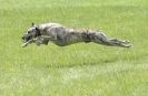 Image 27 in LURCHERS AT BURGHLEY 30 MAY 2010