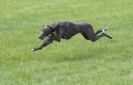 Image 28 in LURCHERS AT BURGHLEY 30 MAY 2010