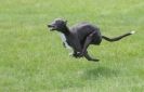 Image 29 in LURCHERS AT BURGHLEY 30 MAY 2010