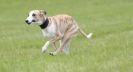 Image 3 in LURCHERS AT BURGHLEY 30 MAY 2010
