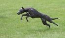 Image 30 in LURCHERS AT BURGHLEY 30 MAY 2010