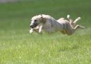 Image 31 in LURCHERS AT BURGHLEY 30 MAY 2010