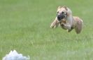 Image 32 in LURCHERS AT BURGHLEY 30 MAY 2010