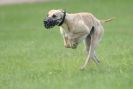 Image 34 in LURCHERS AT BURGHLEY 30 MAY 2010