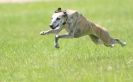 Image 36 in LURCHERS AT BURGHLEY 30 MAY 2010
