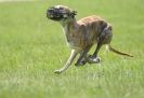 Image 37 in LURCHERS AT BURGHLEY 30 MAY 2010