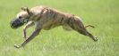 Image 38 in LURCHERS AT BURGHLEY 30 MAY 2010
