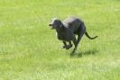 Image 39 in LURCHERS AT BURGHLEY 30 MAY 2010