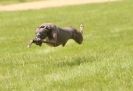 Image 4 in LURCHERS AT BURGHLEY 30 MAY 2010