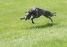 Image 40 in LURCHERS AT BURGHLEY 30 MAY 2010