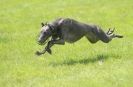 Image 41 in LURCHERS AT BURGHLEY 30 MAY 2010