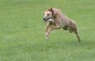 Image 42 in LURCHERS AT BURGHLEY 30 MAY 2010