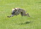 Image 43 in LURCHERS AT BURGHLEY 30 MAY 2010