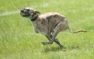 Image 44 in LURCHERS AT BURGHLEY 30 MAY 2010