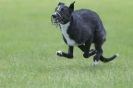 Image 45 in LURCHERS AT BURGHLEY 30 MAY 2010