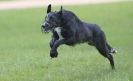 Image 46 in LURCHERS AT BURGHLEY 30 MAY 2010