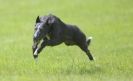 Image 47 in LURCHERS AT BURGHLEY 30 MAY 2010