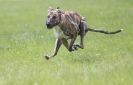 Image 48 in LURCHERS AT BURGHLEY 30 MAY 2010