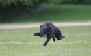 Image 49 in LURCHERS AT BURGHLEY 30 MAY 2010