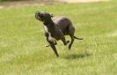 Image 5 in LURCHERS AT BURGHLEY 30 MAY 2010