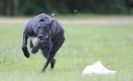 Image 50 in LURCHERS AT BURGHLEY 30 MAY 2010