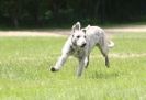 Image 51 in LURCHERS AT BURGHLEY 30 MAY 2010