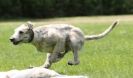 Image 52 in LURCHERS AT BURGHLEY 30 MAY 2010