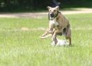 Image 53 in LURCHERS AT BURGHLEY 30 MAY 2010