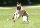 Image 54 in LURCHERS AT BURGHLEY 30 MAY 2010