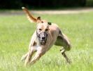 Image 55 in LURCHERS AT BURGHLEY 30 MAY 2010