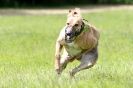 Image 56 in LURCHERS AT BURGHLEY 30 MAY 2010