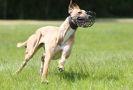 Image 57 in LURCHERS AT BURGHLEY 30 MAY 2010