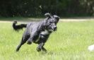 Image 58 in LURCHERS AT BURGHLEY 30 MAY 2010